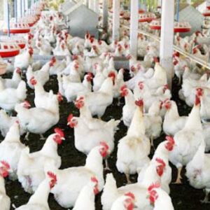 Poultry & Self Catering Holiday Farms